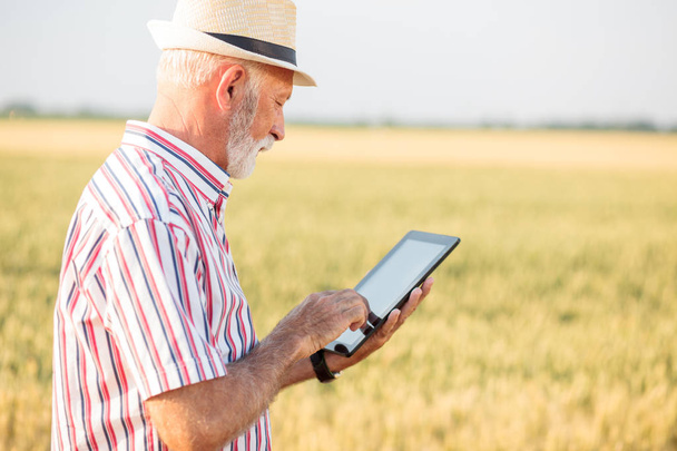 Siwy agronom lub rolnik za pomocą tabletu w polu pszenicy - Zdjęcie, obraz