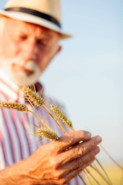 小麦の茎を保持し、調べる上級農学者または農家のクローズアップ - 写真・画像
