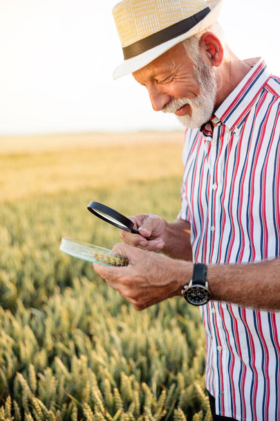 Šedovlasý agronomista nebo farmář zkoušející semena pšenice pod zvětšovací sklenicí v terénu, hledaje rouška nebo jiné parazity - Fotografie, Obrázek