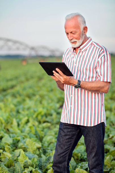 Happy and satisfied senior agronomist or farmer using a tablet in soybean field - Photo, image