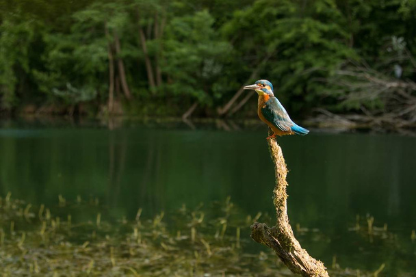 Amplio ángulo del martín pescador común sentado en una rama sobre el agua en busca de peces
 - Foto, imagen