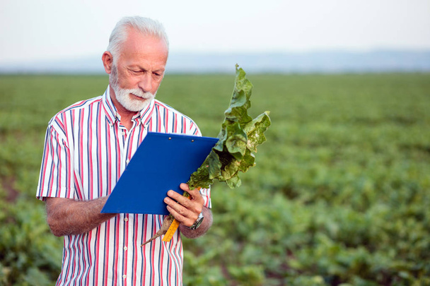 Serieuze grijze haired agronoom of boer die jonge suikerbieten plant onderzoekt, een vragenlijst invult - Foto, afbeelding