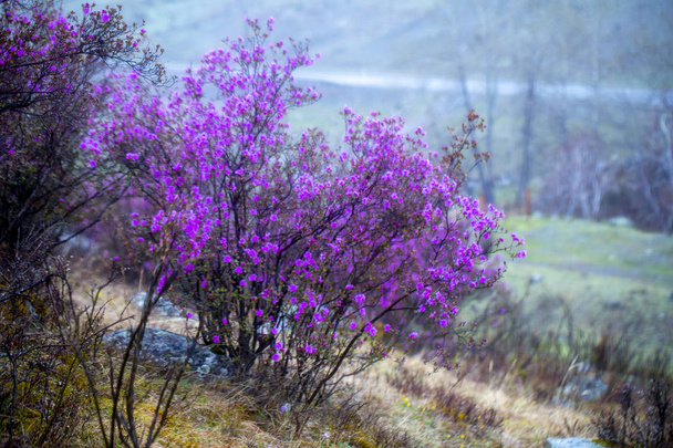 flowering of maralnik, bagulnik in early spring in the Altai mou - Photo, Image