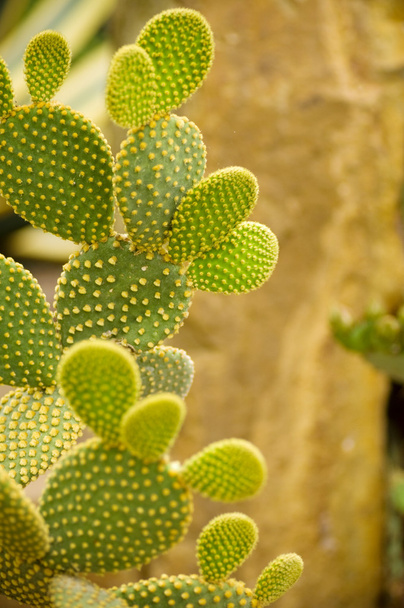 Kaktus - Fotografie, Obrázek