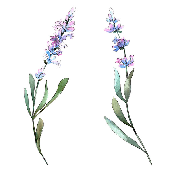 Kék lila levendula virágos botanikus virágok. Akvarell háttér meg. Különálló levendula illusztrációs elem. - Fotó, kép