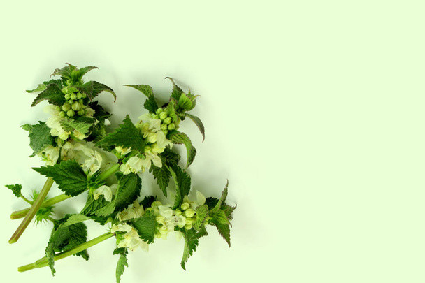 Álbum de Lamium - ortiga blanca sobre fondo verde pastel
 - Foto, imagen