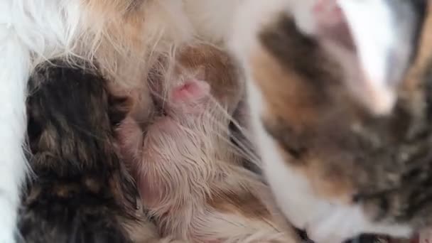 Birth of kittens. Feline birth. The cat gave birth to kittens. A cat washes its children.The cat licks the newborn kittens immediately after birth - Footage, Video