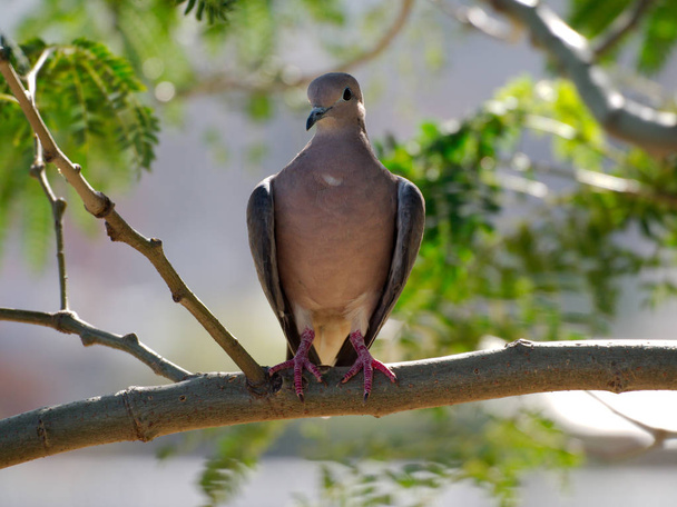Cordoba City, Cordoba, Arjantin'de bir ağaçta kulaklı güvercin (zenaida auriculata). - Fotoğraf, Görsel