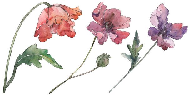 Rote und lila Mohn Blumen botanische Blumen. Aquarell Hintergrund-Set. Isoliertes Mohn-Illustrationselement. - Foto, Bild