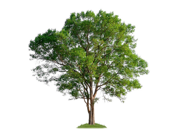 single tree with clipping path and alpha channel - Photo, Image
