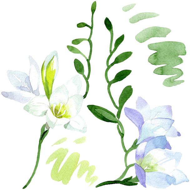 Fresia bianca fiori botanici floreali. Acquerello sfondo illustrazione set. Elemento di illustrazione fresia isolata
. - Foto, immagini