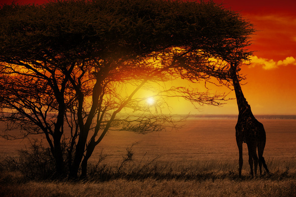 Αφρική ηλιοβασίλεμα - Φωτογραφία, εικόνα