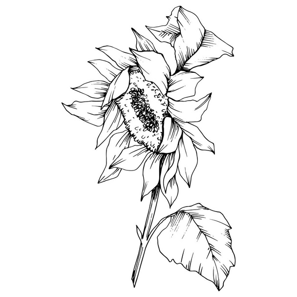 Vector Sunflower floral botanical flowers. Black and white engraved ink art. Isolated sunflower illustration element. - Vector, Image