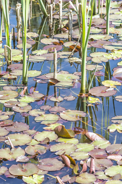 Lago em Arboretum Tesarske Mlynany, Eslováquia
 - Foto, Imagem