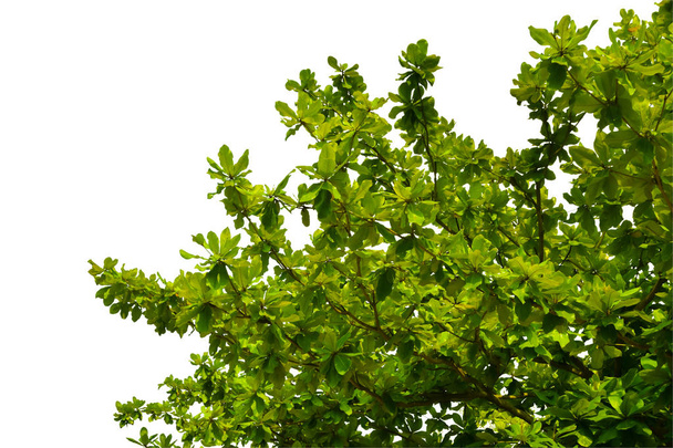 zöld levelek és ágak fa fehér háttér Dísznövény dekoráció üzem kertekben vagy a környezet természet szerelem föld fogalma - Fotó, kép