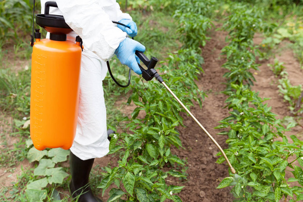 Herbicide spraying. Non-organic vegetables. - Photo, Image
