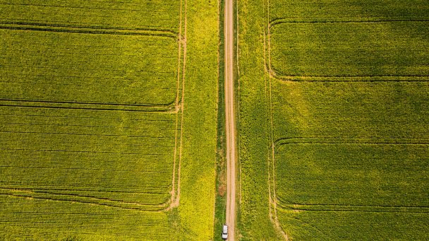 Vidéki út repce sárga mezőkön - Fotó, kép