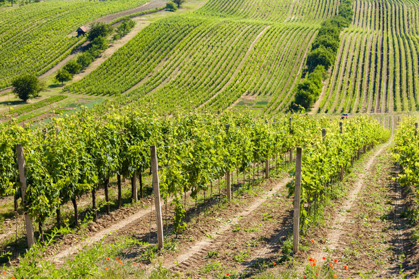 vineyards, Palava, Moravia region, Czech Republic - Φωτογραφία, εικόνα