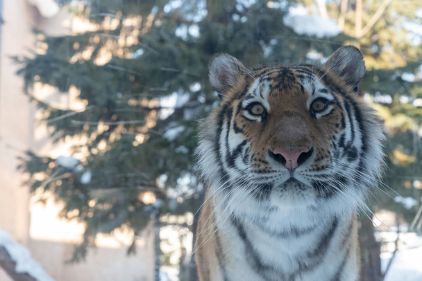 Tigre au zoo d'Asahikawa à Asahikawa
 - Photo, image