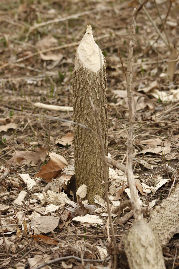 Um castor pode mastigar uma pequena árvore grande ann. Eles vão cortar regularmente as árvores. Beavers comer principalmente casca de árvore e folhas
. - Foto, Imagem