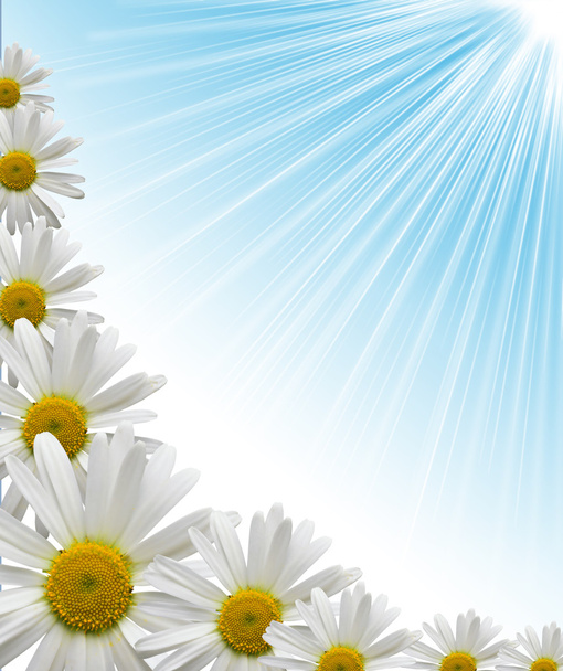 Daisy flower background - Foto, afbeelding