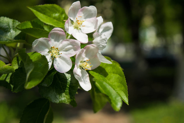 春の白い花。庭にリンゴの木の枝を開花。選択フォーカス - 写真・画像