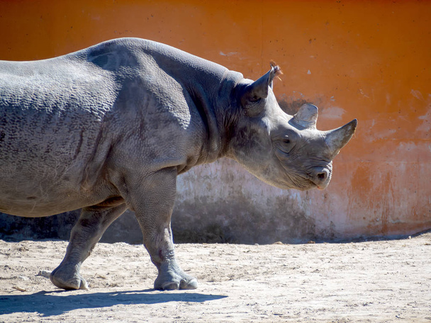 Rinoceronte nero nello zoo - Foto, immagini