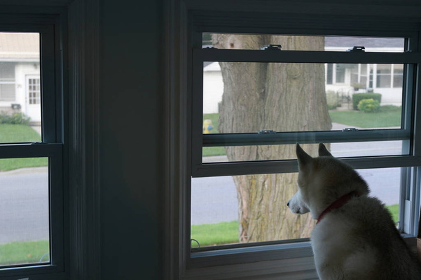Koira katsoo ikkunasta ja odottaa, että ihminen tulee kotiin. - Valokuva, kuva