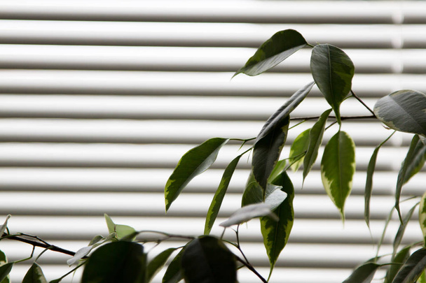  Flower ficus. Leaves on the background of blinds. Window with blinds. Daylight penetrates the lamellae. - Photo, Image