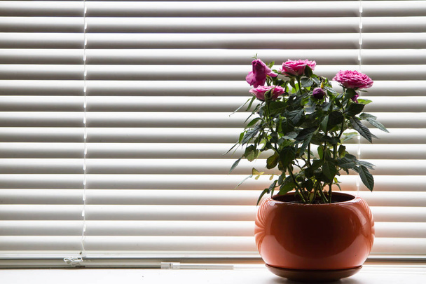 flores rosas em um suporte de panela no peitoril da janela. Janela com persianas. A luz do dia penetra através das lamelas
. - Foto, Imagem