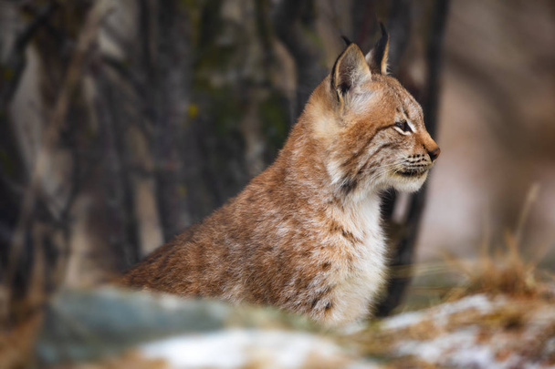 Portrait of eurasian lynx sitting in the forest at early winter - Fotografie, Obrázek