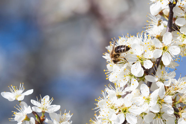 Mehiläinen kerää siitepölyä kukista. Kevätluonto. Mehiläispesä
 - Valokuva, kuva