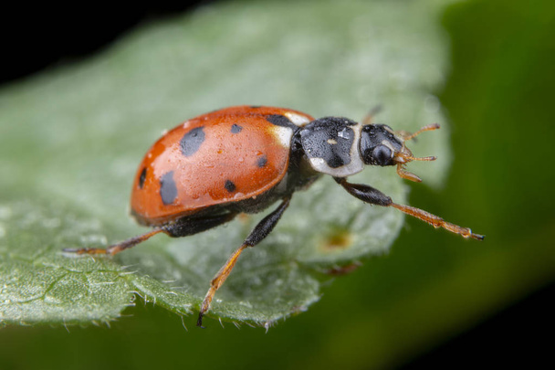 Adonia Variegata red ladybug posing on green leaf - Photo, Image