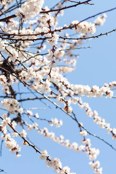 flowering tree - Photo, Image