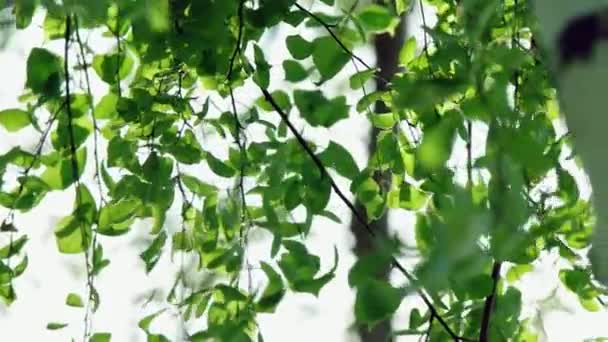 Fresh green leaves of birch tree swaying in the wind in slow motion - Filmati, video