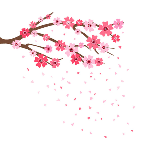 Ramo di sakura con fiori. Ramo di fiori di ciliegio con petali che cadono piatte illustrazioni vettoriali isolare
 - Vettoriali, immagini