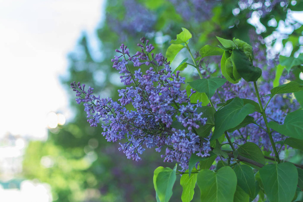 Lilac flowers on a tree branch. Blooming trees in spring. - Foto, afbeelding