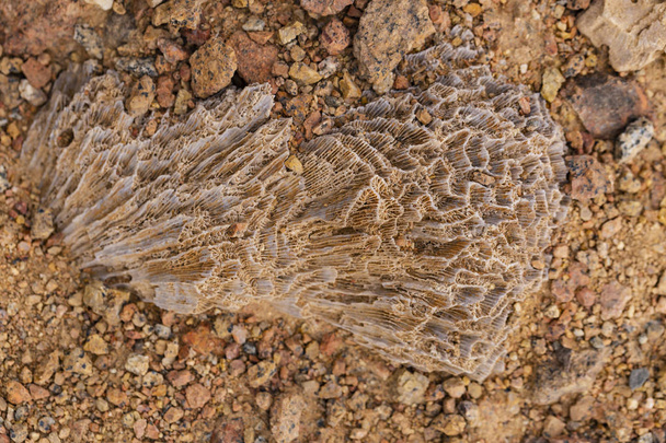 Fossil corals of the Red Sea. Ancient creatures, turned into stone. - Photo, Image