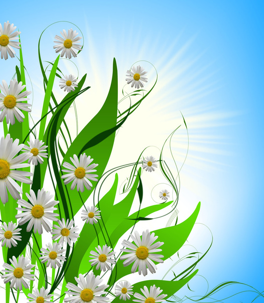 Daisy flower background - Fotoğraf, Görsel