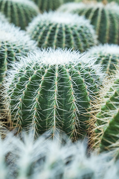 cactus in a botanical garden - 写真・画像