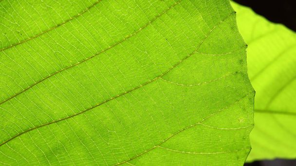 grüne Zellstruktur Textur der Natur Blatt Hintergrund - Foto, Bild