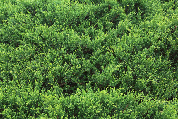 groene dennenboom in de natuur - Foto, afbeelding