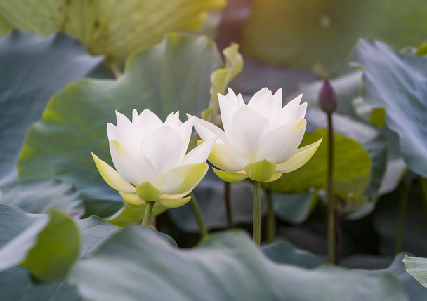bílá lotosový květ v rybníku - Fotografie, Obrázek