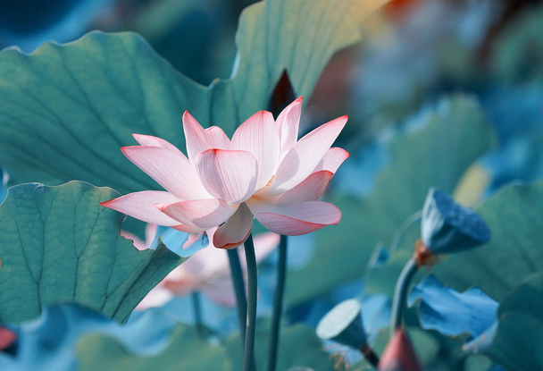 schöne rosa Lotusblütenpflanzen - Foto, Bild