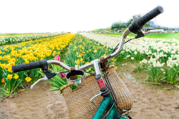Guidon hollandais (fiets) orienté vers l'avant vers un champ de tulipes, avec un panier de fleurs de vélo. Paysage printanier et concept. Photo de la culture hollandaise touristique
. - Photo, image