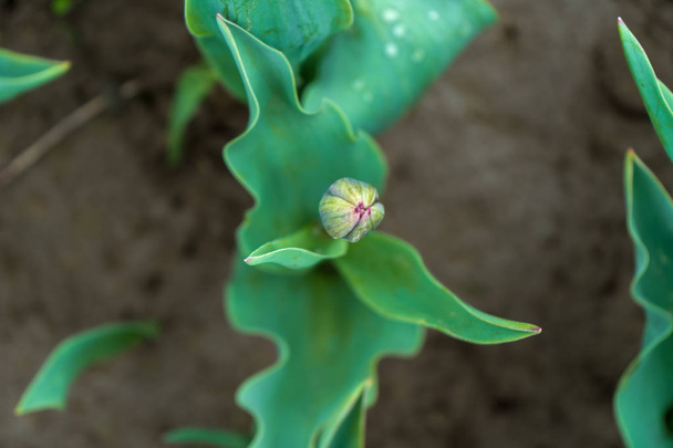 Tulip bud forming on a plant stem, on a flower farm. Shows the bright green tulip leaves, with selective focus on the flower bud, about to bloom. - Photo, Image