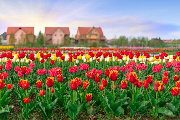 Весенние поля цветущего тюльпана. Красота на открытом воздухе
 - Фото, изображение
