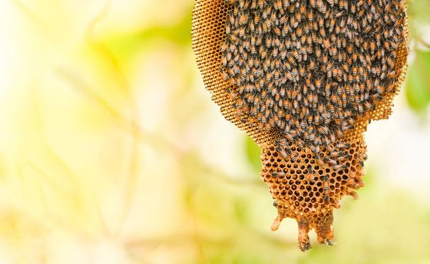 petek arı kovanında ağaç doğası ve sürü bal arısı petek - Fotoğraf, Görsel