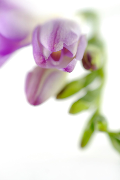 Freesia violeta
 - Foto, Imagen