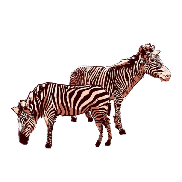 Two standing zebras drawn in the technique of rough brush. - Vector, Image
